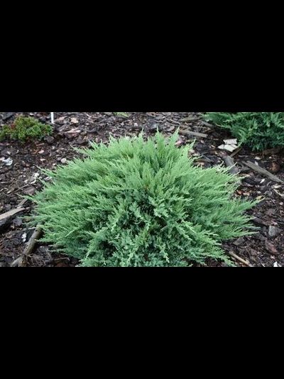 Можжевельник  казацкий Juniperus sabina Tamariscifolia