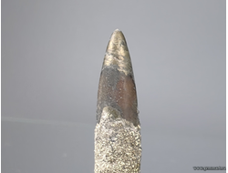 Пирит на белемните. КЧР. Россия. 46*11*11мм