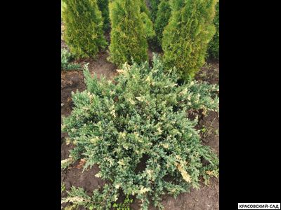 Можжевельник даурский Экспанса Вариегата - Expansa Variegata
