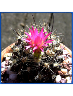 Neoporteria villosa IDD 2064