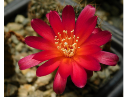 Sulcorebutia christiei JS 433 - 5 семян