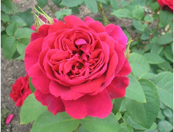 Роза английская L. D. Braithwaite ® (AUScrim), C5