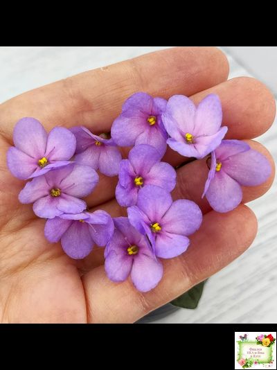 Frosted Fantasy спорт трейлер