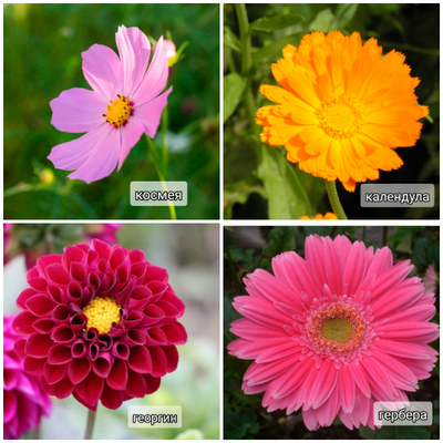 Набор молдов "Большие серединки+ Мини серединки"