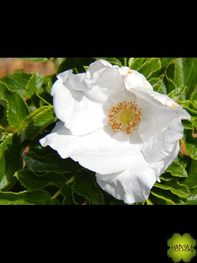 РОЗА МОРЩИНИСТАЯ АЛЬБА