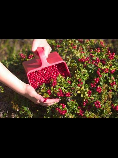 Комбайн для сбора ягод Marjuri пластиковая гребенка