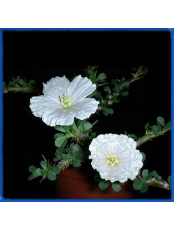 Sarcocaulon vanderitiae