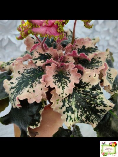 МТ-Пески Времени (М. Тотиева) 2022 г.