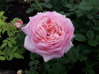 Эмейзинг Грейс (Amazing Grace) роза , ЗКС