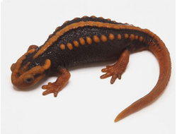 Крокодиловый бородавчатый тритон, или гималайский тритон (Tylototriton shanjing)