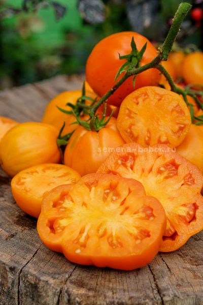 Томат Кошелек Цвета Хурма, 10 шт
