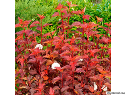 Пузыреплодник калинолистный Дьябло д'Ор купить в красовский-сад.рф по выгодной цене