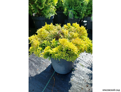 Можжевельник горизонтальный Голден Карпет