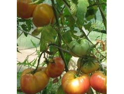 Томат Большая радуга (Big Rainbow, США)