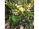 Мимоза (Acacia dealbata) абсолю 50% в ДПГ, Тунис, 5г