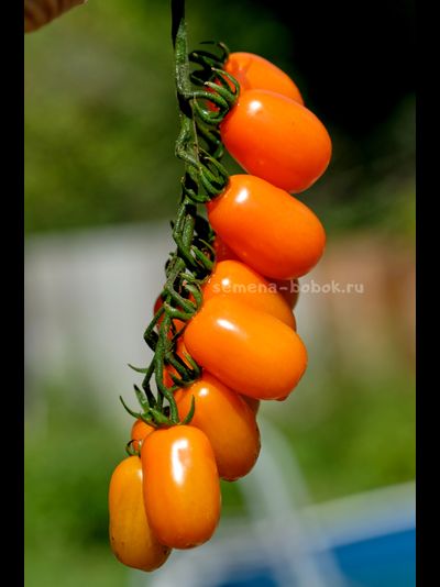 Томат Сан-Марцано Иса, 10 шт