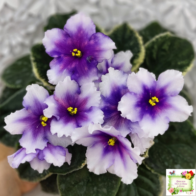 РС-Успех (С.Репкина) 2019 г.