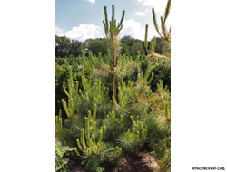 Сосна Окулус Драконис - Oculus Draconis