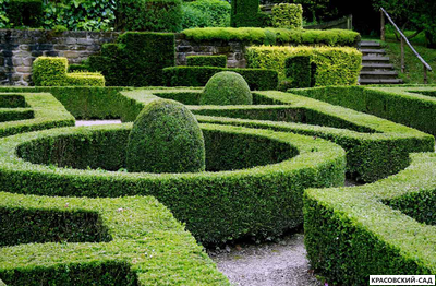 Самшит - Buxus