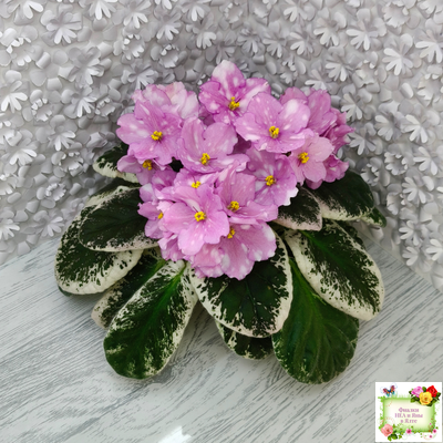 Rivermist Beguiling (J. Baker) (10971) 04/13/2018