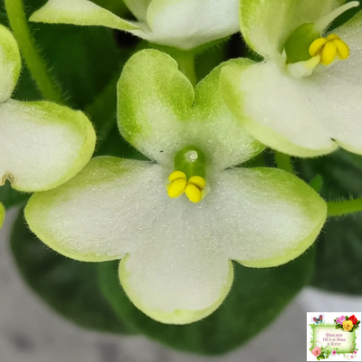 Mac's Misty Meadow (G.McDonald)