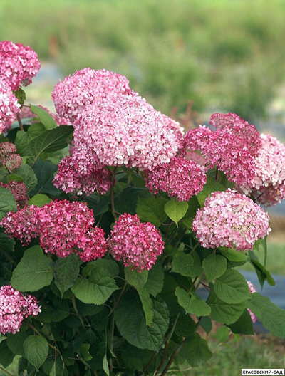 Гортензия древовидная Пинк Аннабель в Москве - Фото - Описание - выбрать Сорта - Красовский-Сад.рф