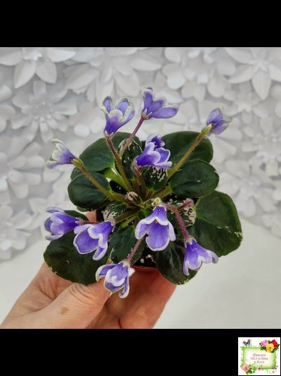 Н-Лесной Родник (Н. Бердникова) 2015 (детка-стартер)