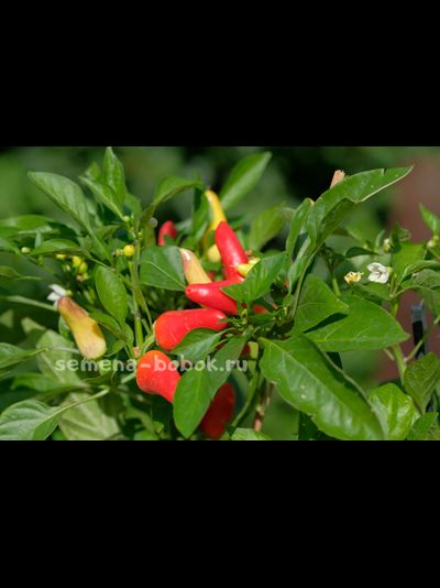 Перец сладкий Sweet Pickle (Свит Пикль), 10 шт