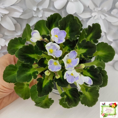 Vi-Лесная Нимфа (И.Виблая) 2021 г. (гёрл-листья)