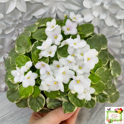 Ва-Банк (Л. Мещерякова) листовая химера (стартер сорт)