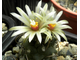 Turbinicarpus klinkerianus SB 275 (семена)