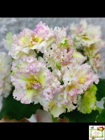 ЛЕ-Злато Скифов (Е. Лебецкая) 2015 г. (лист укоренённый)