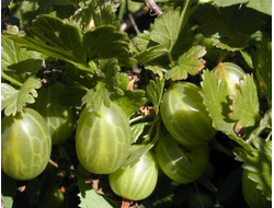 Шиповатые сорта