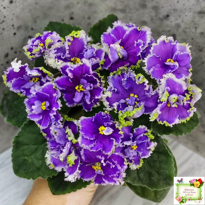 НД-Цветок Сирени (Н.Данилова-Суворова) 2022 г.