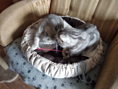 Матрас-лежак  трансформер  «Кокетка1»