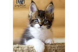 Волгоградский питомник Мейн кунов GangsterCat. Сайт: www.gangstercat.ru Тел: +7 (917) 335-09-66 (WhatsApp, Viber, Telegram), Татьяна.