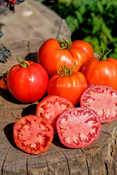 Томат Катапано (Сatapano), 10 шт