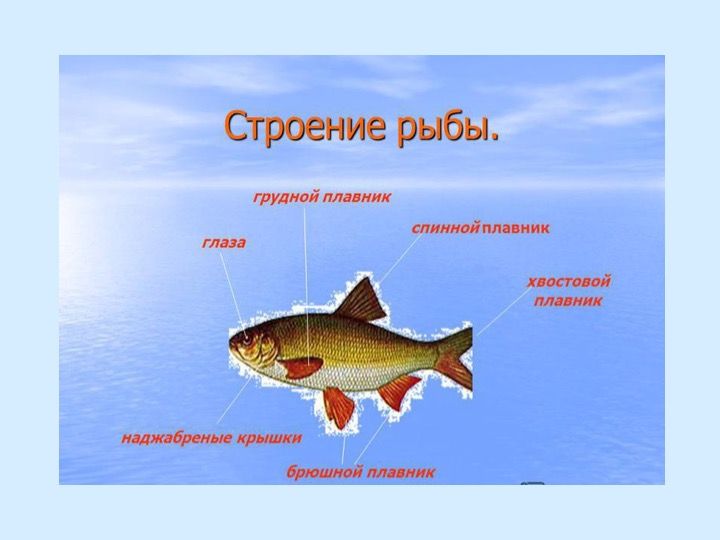 Рисунок строение рыбы 2 класс. Рисунок строение рыбы 2 класс