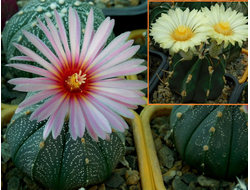 Astrophytum (AS SUPER TOKUSHIRO X ASRF) х A.crassispinum cv.Taiho Japan (1042х1219) - 10 семян