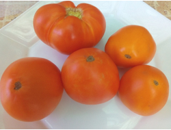 Томат Верна оранжевая