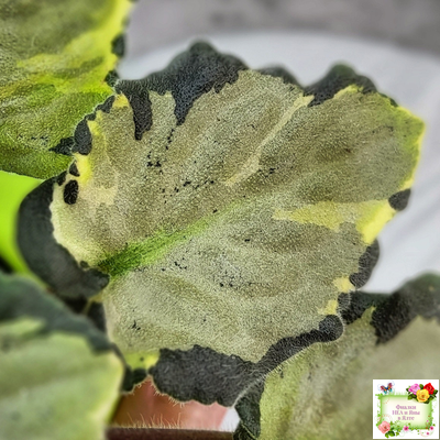 Harmony's Little Stinker-2 (Harmony) листовая химера