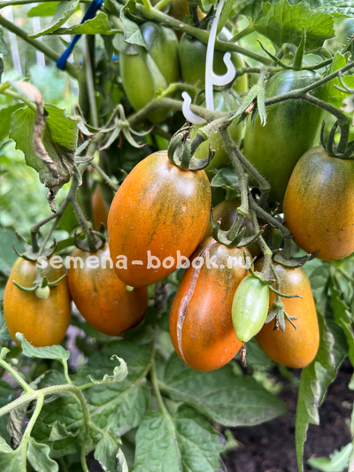 Томат Dwarf Laura’s Bounty (Лаура Баунти), 10 шт