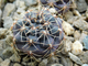 Gymnocalycium erolesii (D=20-25мм)