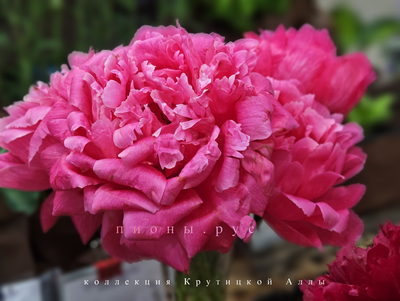 Пион Charismatic(Харизматик)