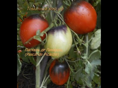 Томат Паскаль из  Пикардии (Pascal de Picardie), США
