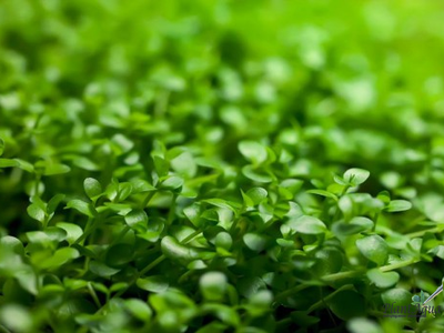 MICRANTHEMUM TWEEDIEI "MONTE CARLO"/ МИКРАНТЕМУМ "МОНТЕ КАРЛО" (меристемный)