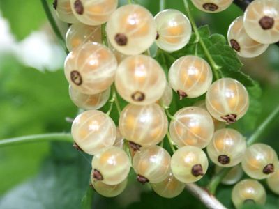 Смородина белая  Белая Фея