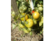 Томат Казабалыкский суперранний