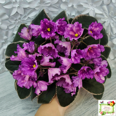 Nik-Кони в Яблоко  (Н. Булко) 2022 г. (пестролистный лонг)