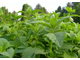 Мелисса лекарственная (Melissa officinalis) Болгария, 1 г - 100% натуральное эфирное масло